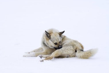 köpek kar vylizyvat içinde kendilerini sokakta başıboş
