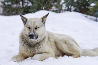 Kışın kar Pooch oturur ve yas tutar, dostluk