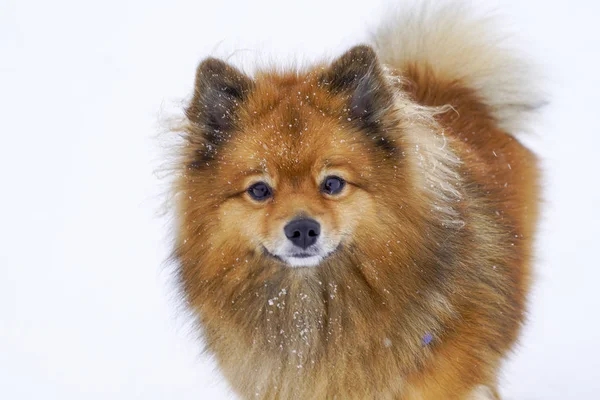 Retrato de cão raça Spitz no inverno no fundo branco — Fotografia de Stock