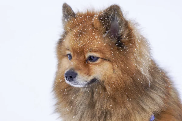 Retrato de cão raça Spitz no inverno no fundo branco — Fotografia de Stock