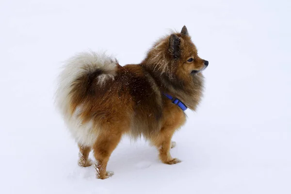 Retrato de cão raça Spitz no inverno no fundo branco — Fotografia de Stock