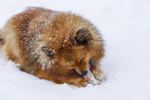 Dos perros en invierno para jugar en la nieve —  Fotos de Stock