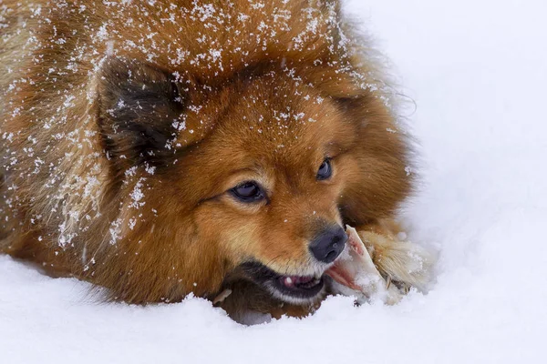 两只狗在冬天的雪地里玩耍 — 图库照片