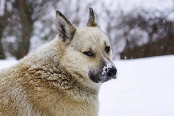 Pooch in the winter, the snow sits and grieves, friendship — Stock Photo, Image