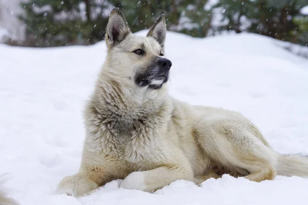 Perrito en el invierno, la nieve se sienta y se aflige, amistad —  Fotos de Stock