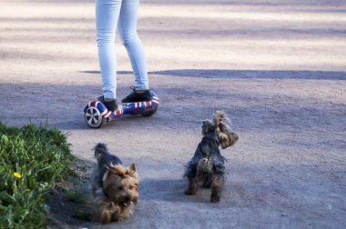 Genç hippi kız güneşli Parkı'nda Hoverboard üzerinde sürüş,