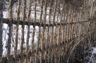 Kışın asma dan eski çit