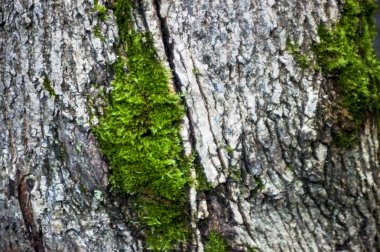 yosun huş makro arka gövde