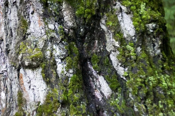 The moss on the trunk of the birch macro background — Stock Photo, Image
