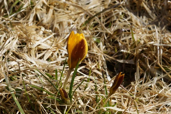 Tavaszán, egy magányos sárga Crocus száraz fű nő — Stock Fotó