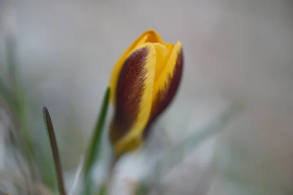 Одинокий желтый крокус весной, природный фон — стоковое фото