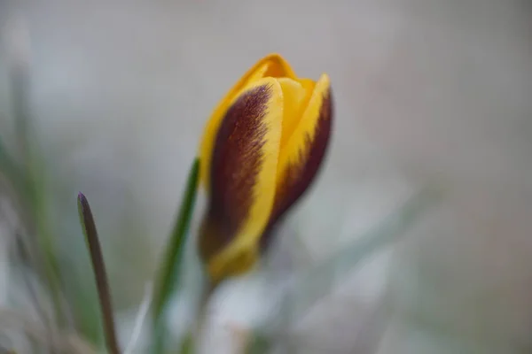 Um Crocus amarelo solitário na primavera, fundo natural — Fotografia de Stock