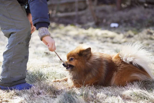 A raça de cão Pomeranian está brincando com um pau — Fotografia de Stock