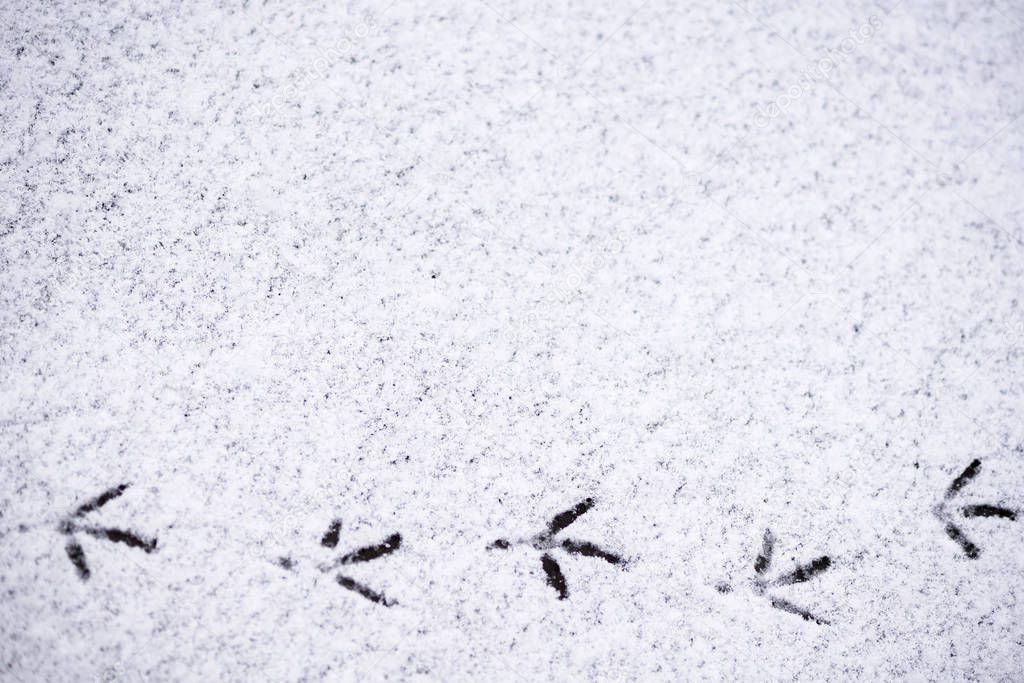 footprints of birds in the snow