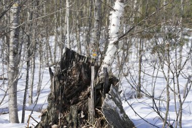 bir ağaç güdük dışında gelişen