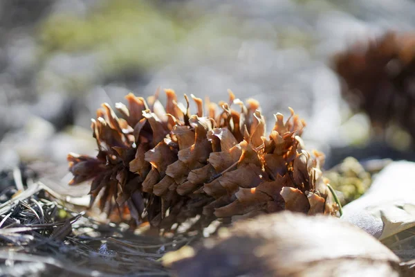 Fir-cone in the sun close seup — стоковое фото