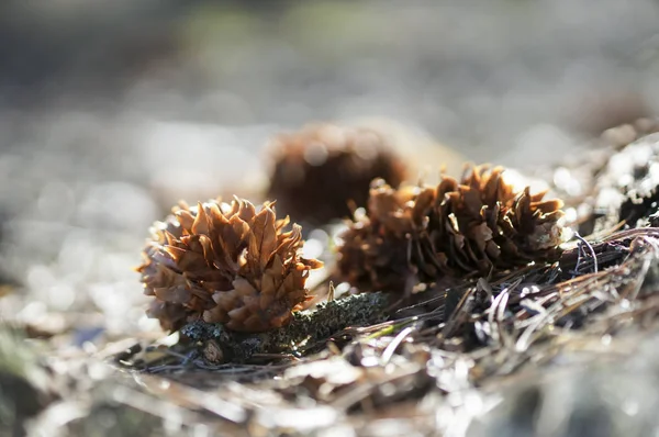 Fir-cone in the sun close seup — стоковое фото