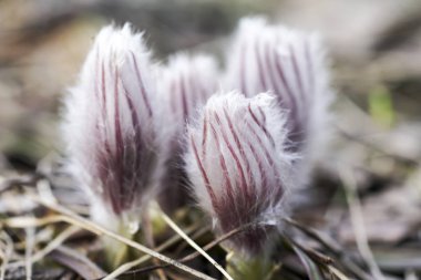 Rüyada çam ormanı içinde erken baharda çimen