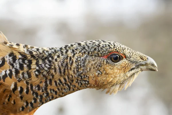 Capul unui grouse close-up — Fotografie, imagine de stoc