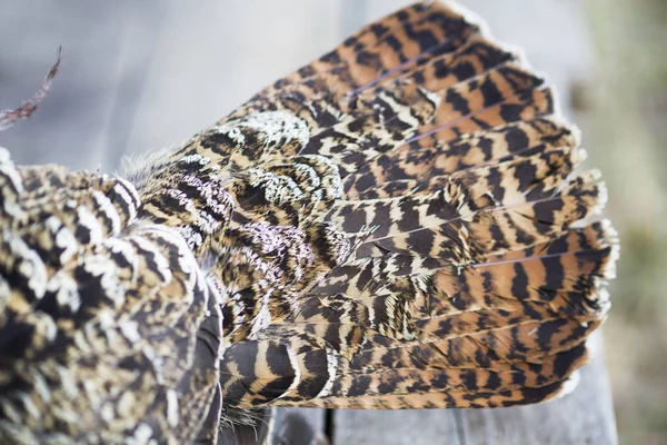Το φτέρωμα είναι ένα μεγάλο Grouse γκρο πλαν — Φωτογραφία Αρχείου