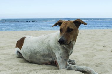 deniz kıyısında bir üzgün köpek