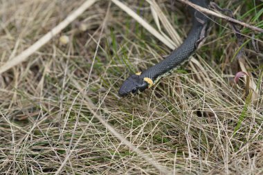 ormanda, closeup orman yılan zararsız yılan