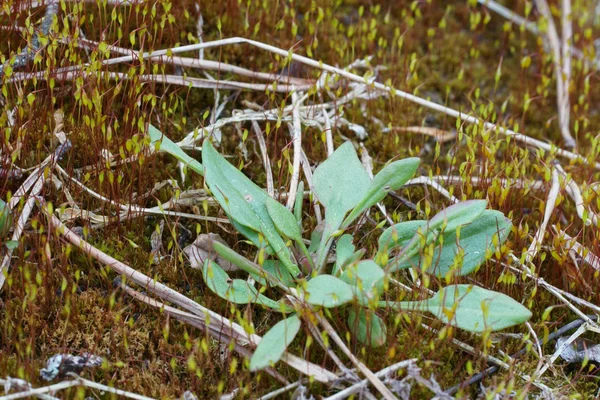 Living in a world of mosses as tortula wall closeup — Stock Photo, Image