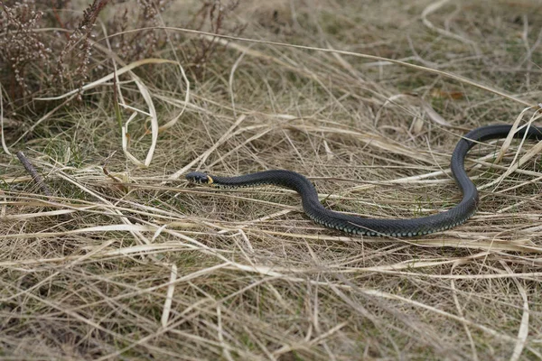 Serpents inoffensifs dans les bois, serpent de forêt gros plan — Photo