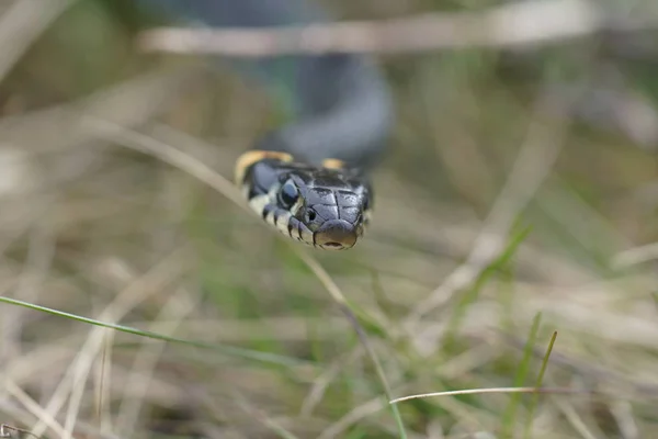 Cobras inofensivas na floresta, cobra da floresta de close-up — Fotografia de Stock