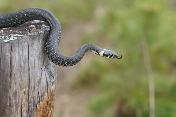 Cobras inofensivas na floresta, cobra da floresta de close-up — Fotografia de Stock