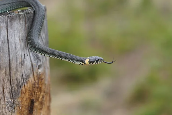 Cobras inofensivas na floresta, cobra da floresta de close-up — Fotografia de Stock