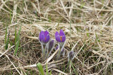 kardelen nesli tehlike altında olan ihale ilk bahar Mart çiçekler, yakın çekim