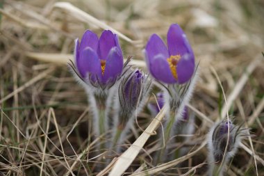 kardelen nesli tehlike altında olan ihale ilk bahar Mart çiçekler, yakın çekim