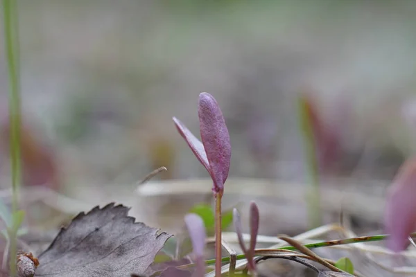 Концепция новой жизни молодое растение в лесу — стоковое фото