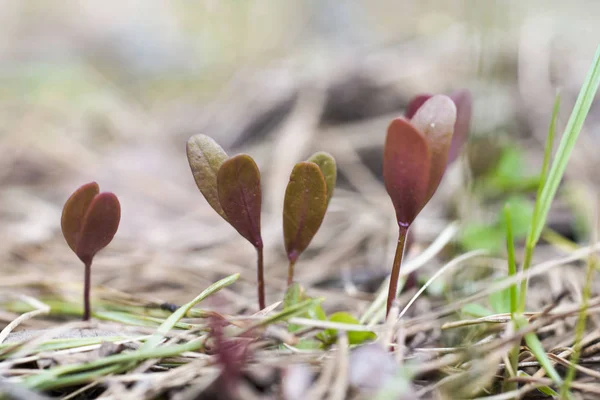 A koncepció az új élet a fiatal növény az erdő — Stock Fotó