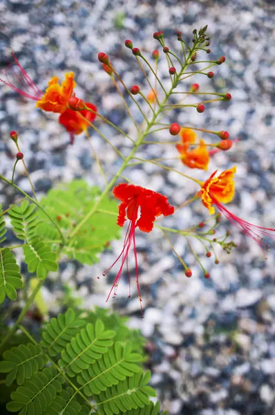 Екзотичний червоний квітковий фон — стокове фото