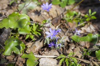 ormandaki ilk bahar mavi çiçekler