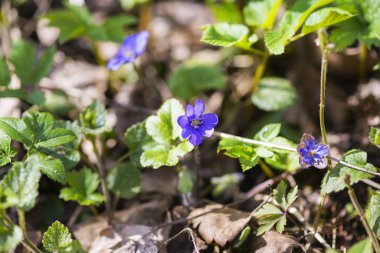 ormandaki ilk bahar mavi çiçekler