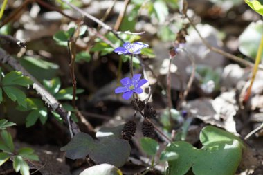 ormandaki ilk bahar mavi çiçekler