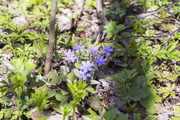 First spring blue flowers in the forest — Stock Photo, Image