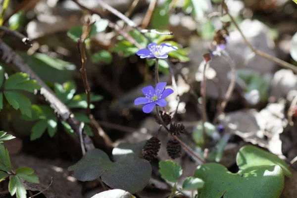 Primera primavera flores azules en el bosque — Foto de Stock