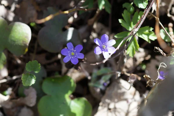 Первые весенние голубые цветы в лесу — стоковое фото