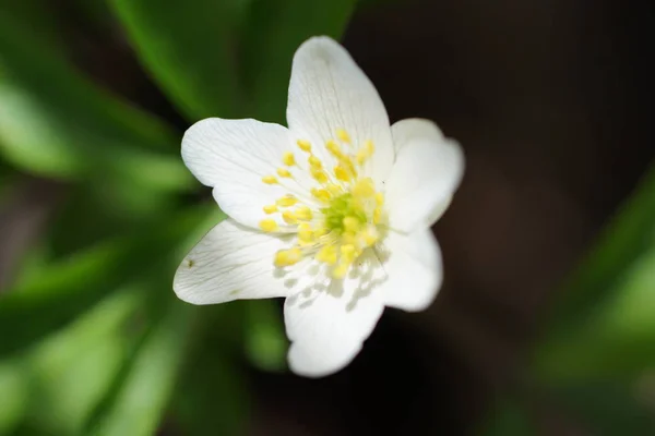 Ilk bahar çiçek beyaz anemone ormanda, arka plan bulanık — Stok fotoğraf