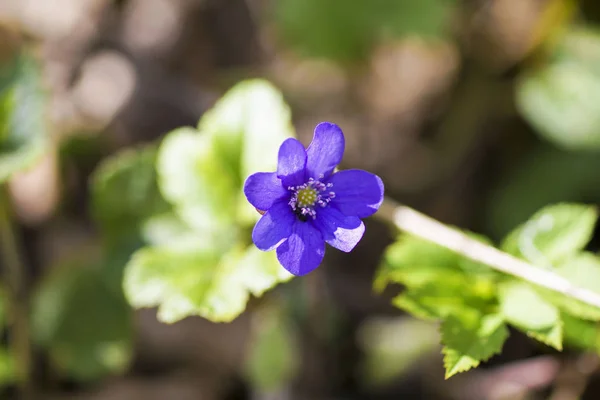 Första våren blå blommor i skogen — Stockfoto