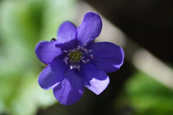 Eerste blauwe Lentebloemen in het bos — Stockfoto