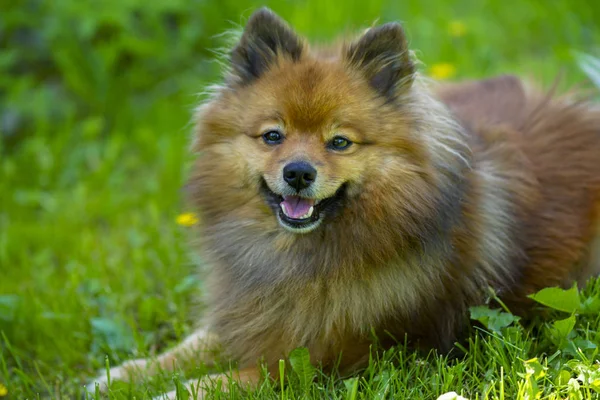 Маленькая немецкая собака Шпиц на летней лужайке — стоковое фото