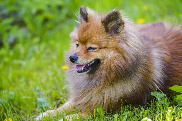 Malý Německý špic pes na letní trávníku Stock Fotografie