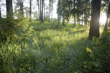 Gün batımında unutma çiçek