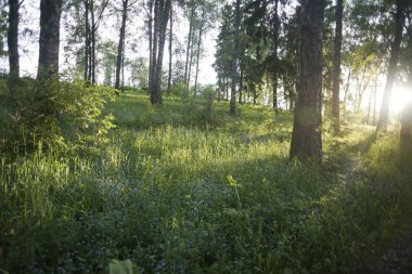 Gün batımında unutma çiçek