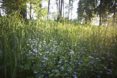 Gün batımında unutma çiçek
